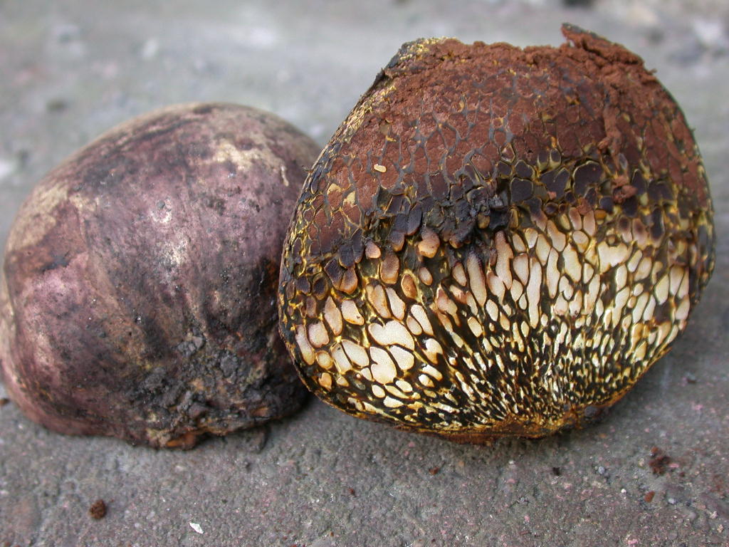 Arriva con il caldo...   QUIZ